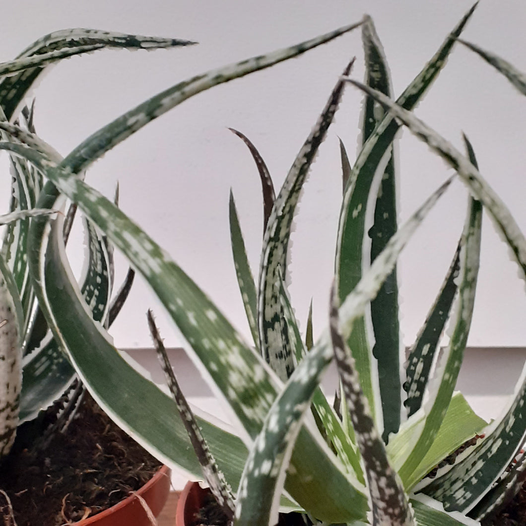 Aloe maidu - Hybrid Plant - 8.5cm pot