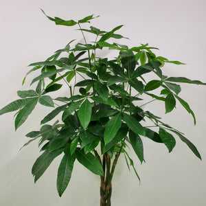 Pachira Aquatica, 30cm Pot