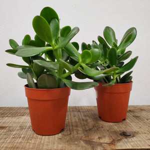 Crassula Ovata - Jade Plant, 9cm pot