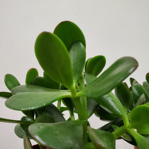 Crassula Ovata - Jade Plant, 9cm pot