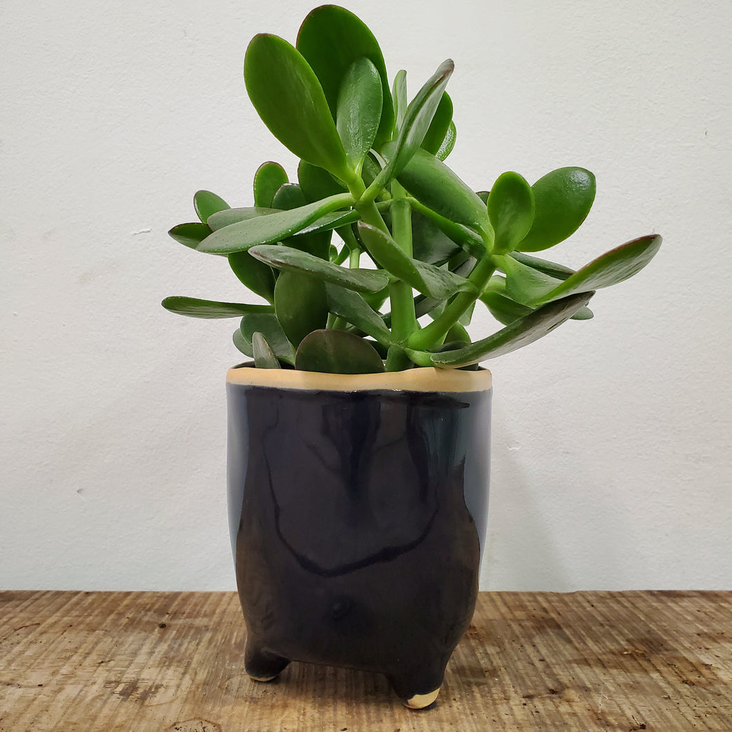 Crassula Ovata - Jade Plant, 9cm pot