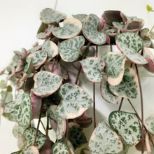 Load image into Gallery viewer, Ceropegia Woodii Varigated - String of Hearts, 14cm pot
