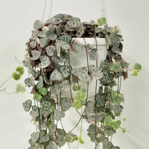 Ceropegia Woodii Varigated - String of Hearts, 14cm pot