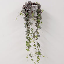 Load image into Gallery viewer, Ceropegia Woodii Varigated - String of Hearts, 14cm pot
