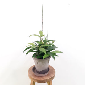 Dracaena surculosa - 12cm Pot