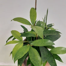 Load image into Gallery viewer, Dracaena surculosa - 12cm Pot
