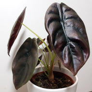 Alocasia Cuprea - Red Secret, 12cm Pot