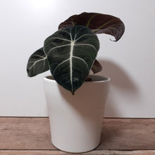 Load image into Gallery viewer, Alocasia reginula - Black Velvet, 12cm Pot
