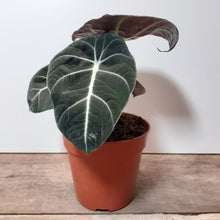 Load image into Gallery viewer, Alocasia reginula - Black Velvet, 12cm Pot
