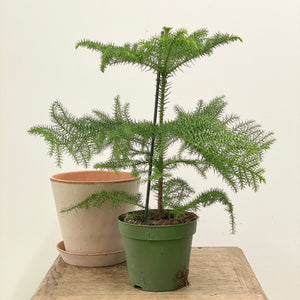 Araucaria heterophylla - Norfolk Island Pine, 17cm Pot