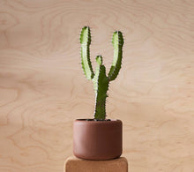 Load image into Gallery viewer, Botany Porcelain Plant Pot - Small, 11.5cm
