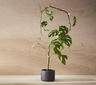 Botany Porcelain Plant Pot - Small, 11.5cm