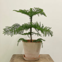 Load image into Gallery viewer, Araucaria heterophylla - Norfolk Island Pine, 17cm Pot
