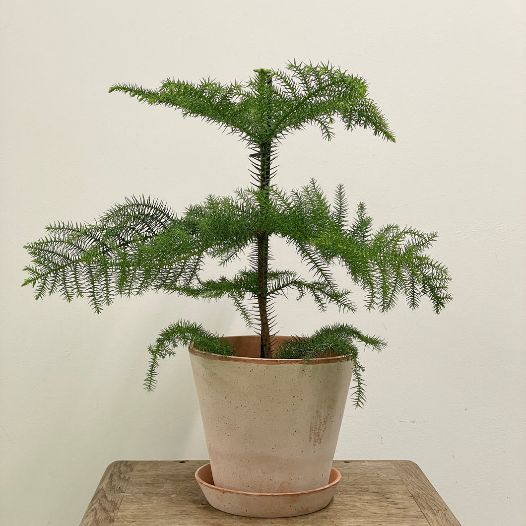 Araucaria heterophylla - Norfolk Island Pine, 17cm Pot