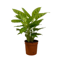 Load image into Gallery viewer, Plants for Palestine: Calathea Leopardina, 15cm Pot
