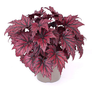 Plants for Palestine: Begonia Rex Bewitched Cherry, 13cm pot