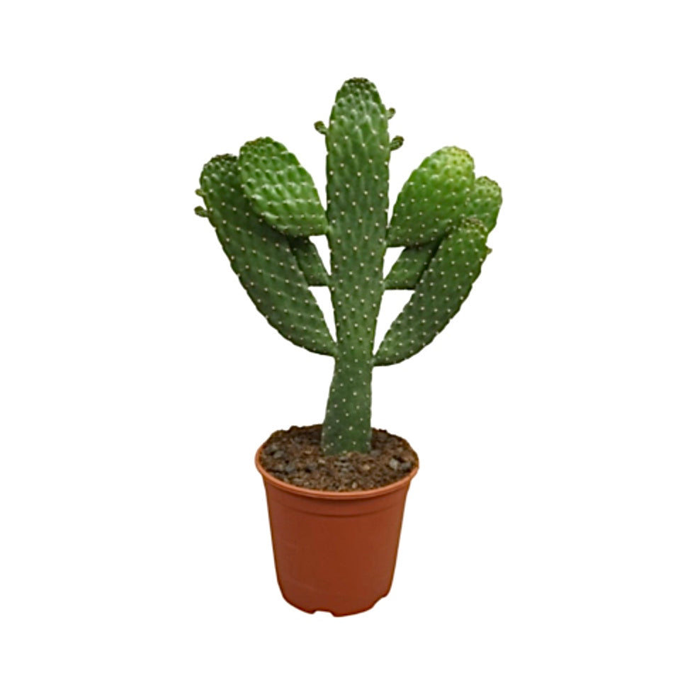 Opuntia Rubescens Consolea, 17cm Pot