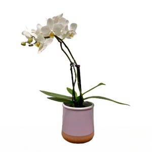 Phalaenopsis - White Orchid, 6cm Pot (incl. pot)