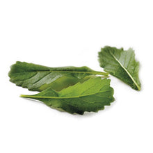 Load image into Gallery viewer, Wild Rocket Wildfire-Wasabi
