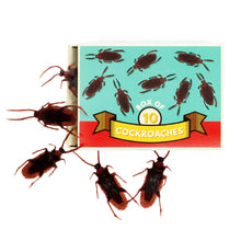 Load image into Gallery viewer, Box of 10 Cockroaches
