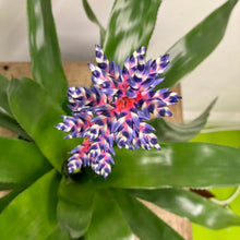 Load image into Gallery viewer, Bromeliad - Aechmea Blue Rain, 15cm Pot
