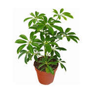 Schefflera Arboricola ‘Nora’ - Umbrella Tree, 13cm Pot