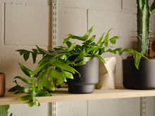 Load image into Gallery viewer, Botany Porcelain plant pot - Medium, 15cm
