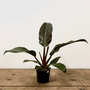 Philodendron Imperial Red, 14cm Pot.