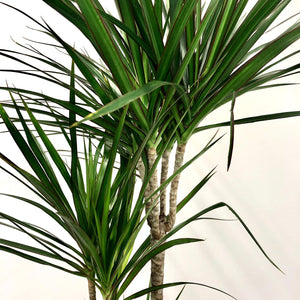 Dracaena Marginata - Dragon Tree, 21cm Pot