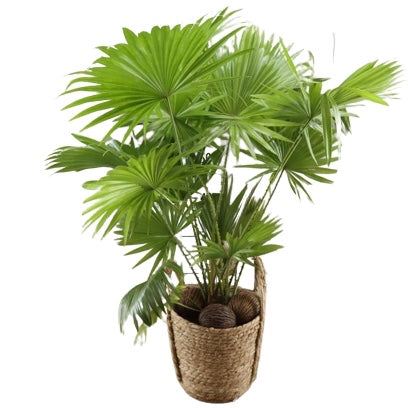 Livistona Rotundifolia - Fan Palm, 19cm Pot