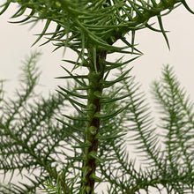 Load image into Gallery viewer, Araucaria heterophylla - Norfolk Island Pine, 17cm Pot
