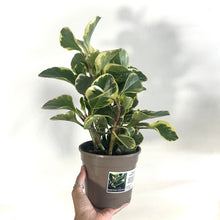 Load image into Gallery viewer, Plants for Palestine: Peperomia Obtusifolia Variegata, 15cm Pot
