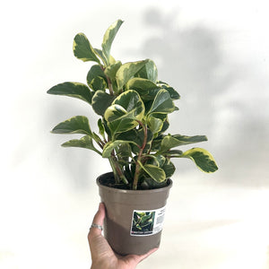 Plants for Palestine: Peperomia Obtusifolia Variegata, 15cm Pot