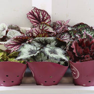 Begonia Mix, 12cm pot