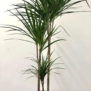 Dracaena Marginata - Dragon Tree, 21cm Pot