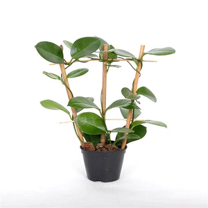 Hoya Australis, 12cm Pot