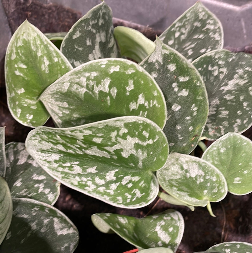 Scindapsus pictus - Silvery Ann Pothos, 15cm Pot