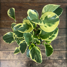 Load image into Gallery viewer, Plants for Palestine: Peperomia Obtusifolia Variegata, 15cm Pot
