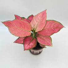 Load image into Gallery viewer, Aglaonema Valkyrie - Chinese Evergreen, 12cm Pot - RARE PLANT!

