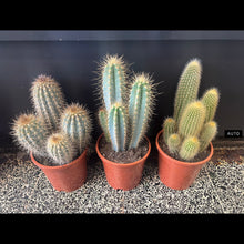 Load image into Gallery viewer, Cacti - Pot 17cm

