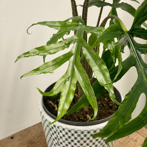 Alocasia brancifolia - Serpent's Tail, 19cm Pot