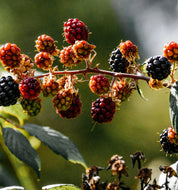 St. Eval - Pillar Candle - Hawthorne and Berries