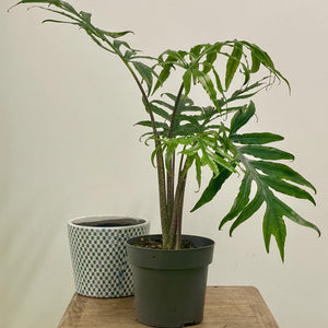 Alocasia brancifolia - Serpent's Tail, 19cm Pot