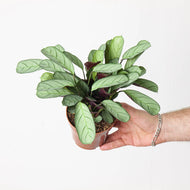 Ctenanthe amagris - Fishbone Prayer Plant, 12cm Pot
