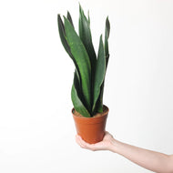 Sansevieria Trifasciata ‘Black Diamond’ - Snake Plant, 12cm Pot