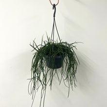 Load image into Gallery viewer, Rhipsalis Puniceodiscus, Mistletoe Cactus - 14cm Pot
