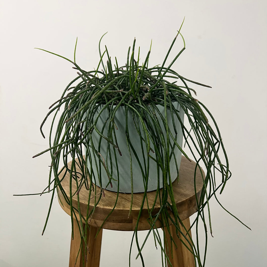 Rhipsalis Puniceodiscus, Mistletoe Cactus - 14cm Pot