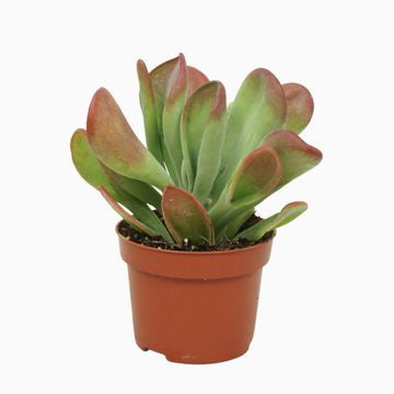 Kalanchoe Oricula - Puddle Plant, 12cm Pot