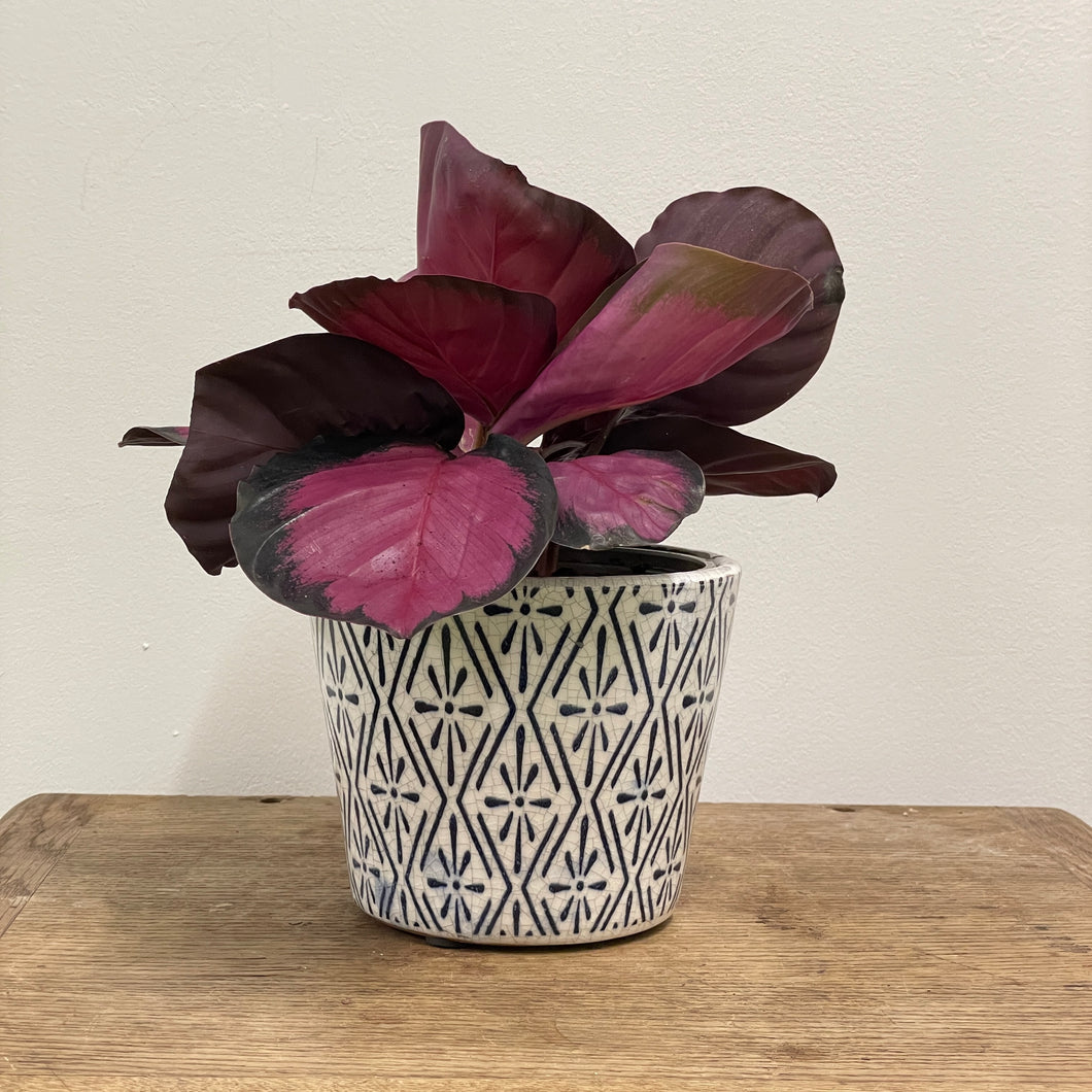 Old Style Dutch Pots - MEDIUM - Navy Blue