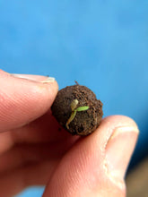 Load image into Gallery viewer, Mum's Meadow Seedball Tin

